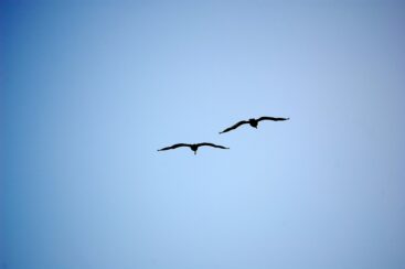 A outra metade do céu.  Trinta anos de pastorado feminino na Igreja Batista Italiana